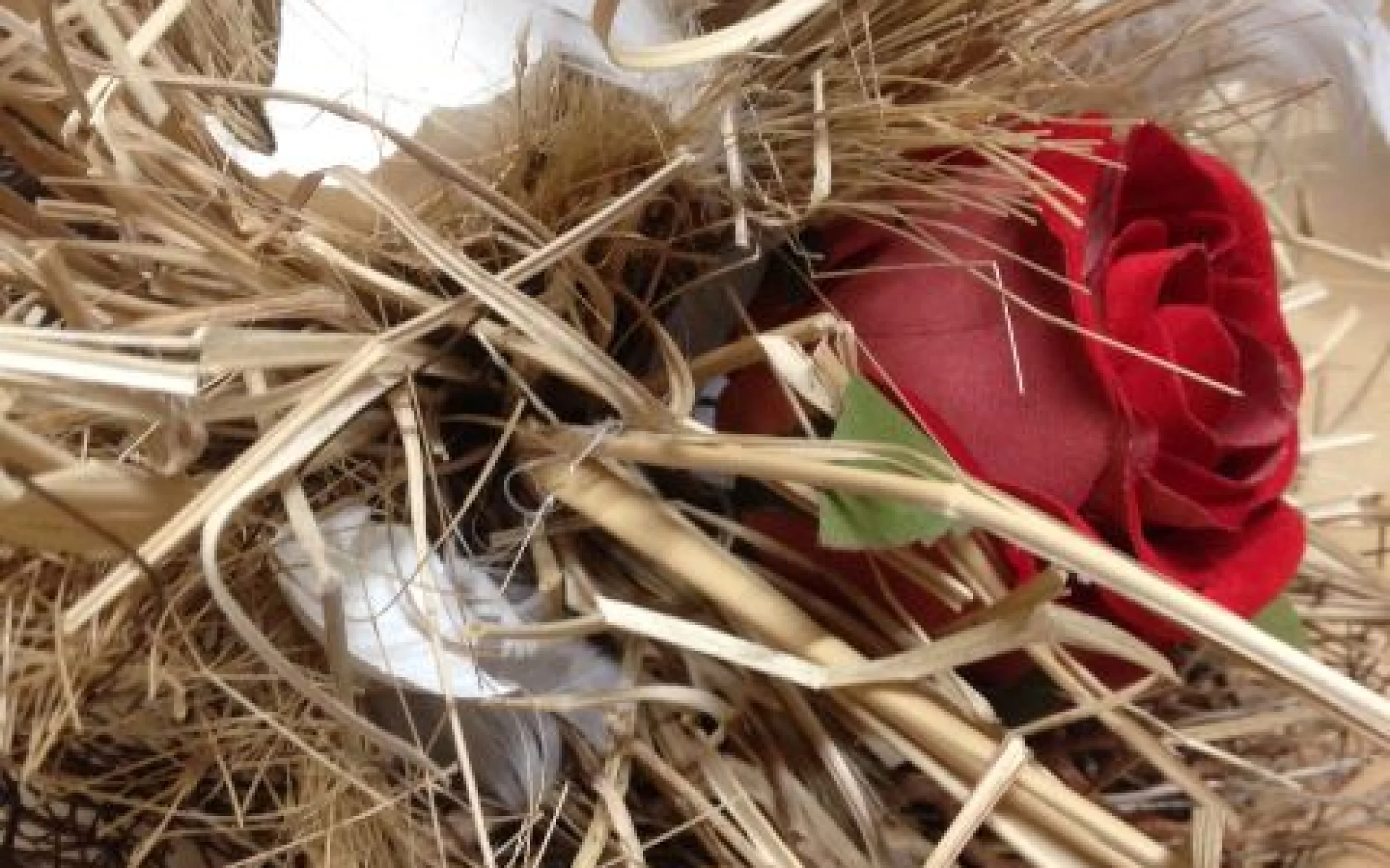 Carli Monika  Dekobild 2.jpg